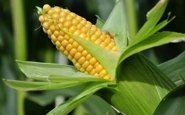 Станом на 2 жовтня 2015 року в Україні намолочено понад 5 млн тонн кукурудзи!